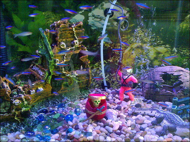 petland fish tanks