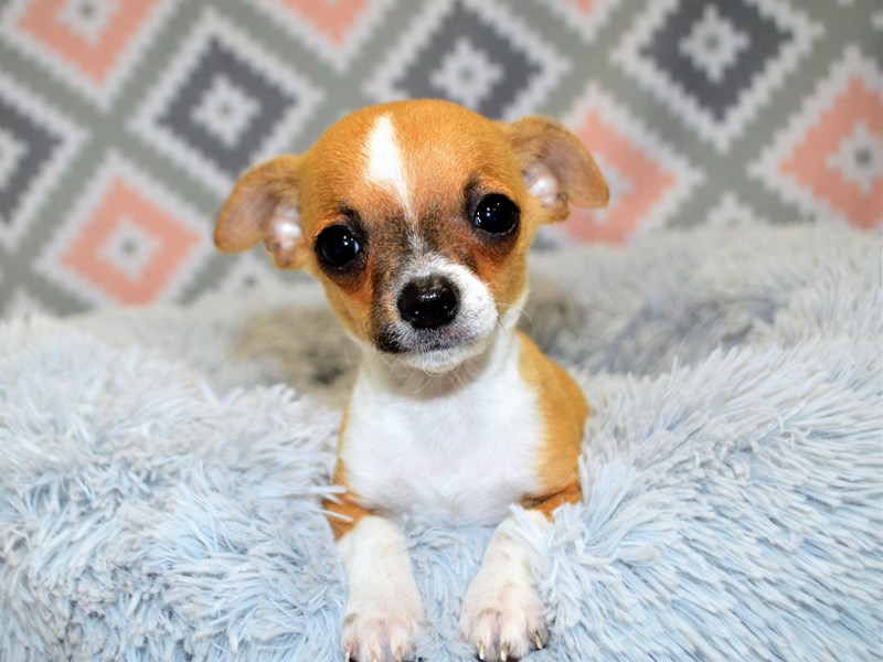 Chihuahua-DOG-Male-Fawn-3143162-Petland Dunwoody
