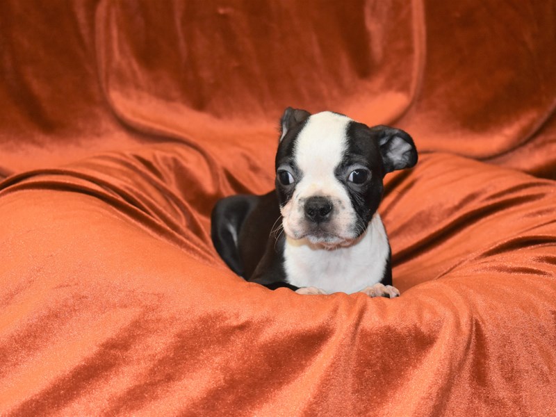 Boston Terrier-DOG-Male-Black and White-3367979-Petland Dunwoody