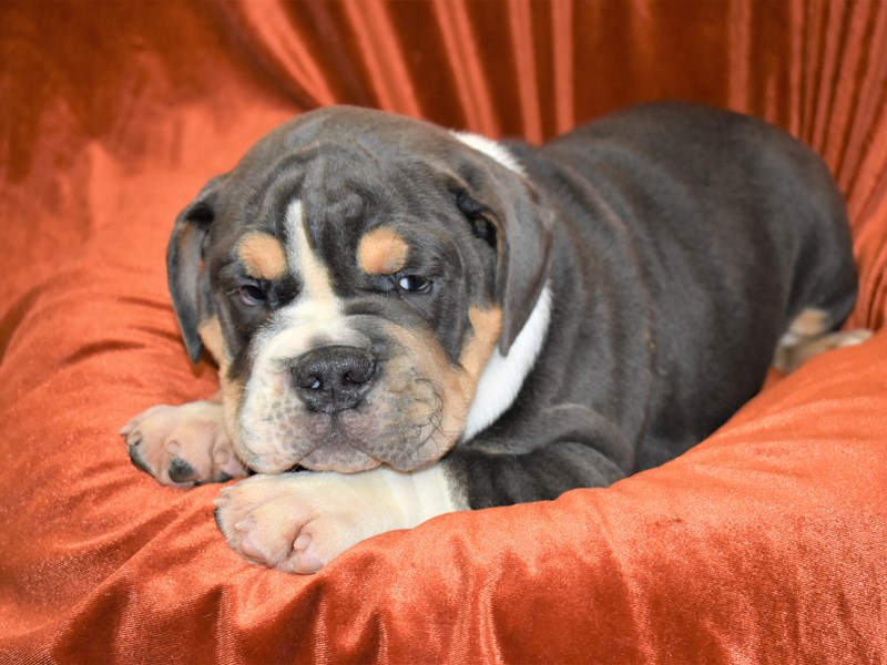 English Bulldog Dog Male Blue Tan And White 3387790 Petland Dunwoody