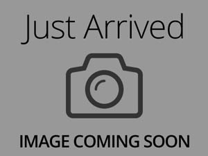 Cocker Spaniel-Female-Black & White-3969473-Petland Dunwoody